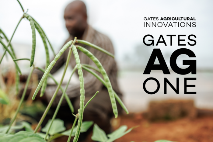 A photo with a closeup of cowpea plant in the foreground, two logos beside it, and a farmer in the background.